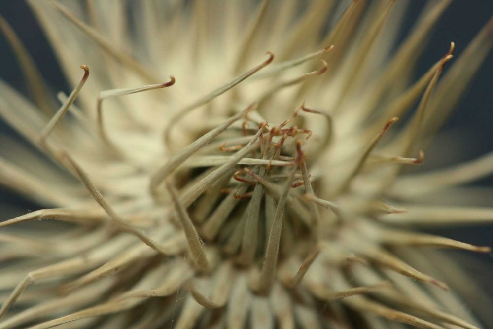 Große Klette (Arctium lappa)