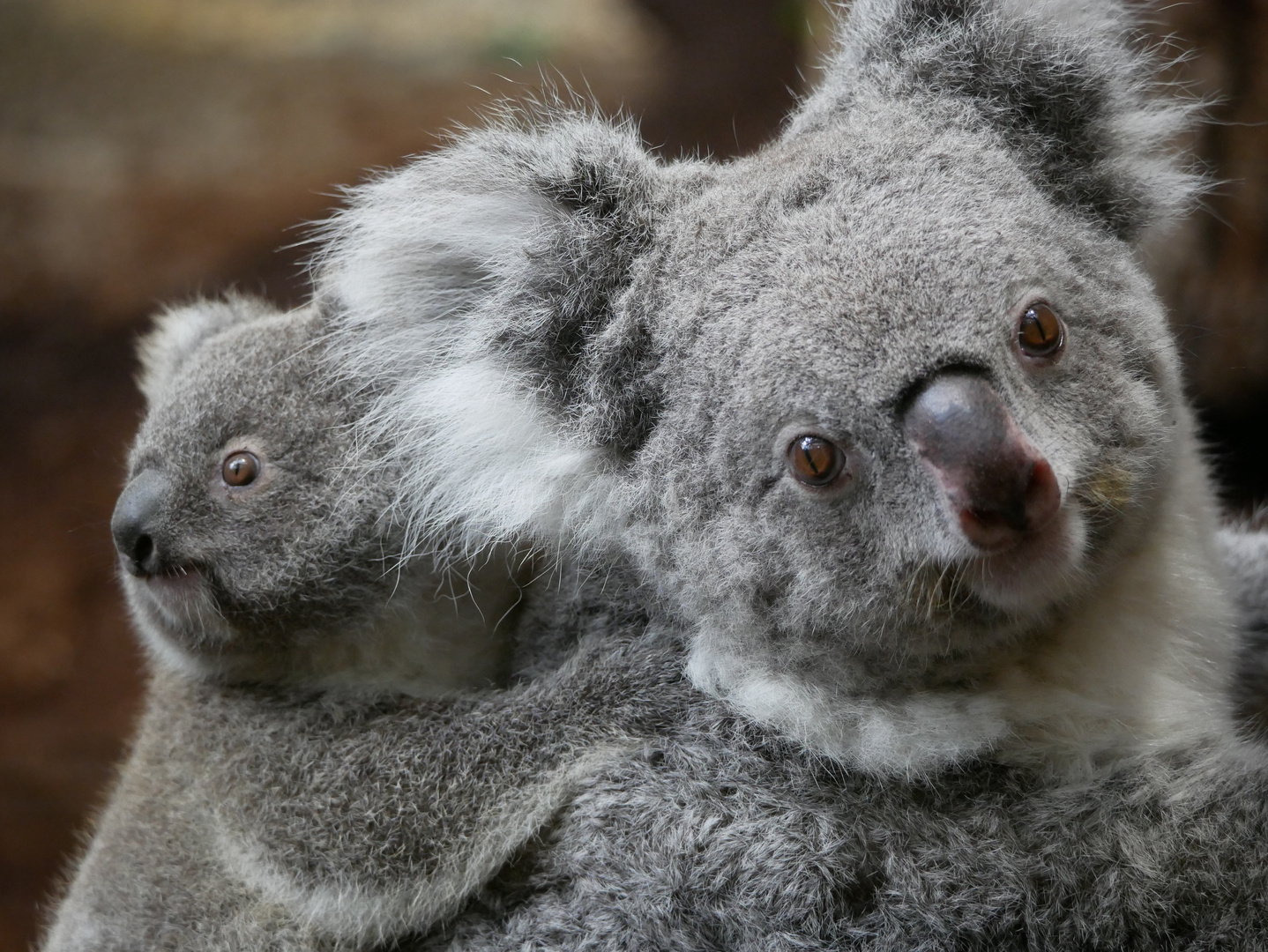 Große "Koala"tion