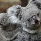 Große "Koala"tion