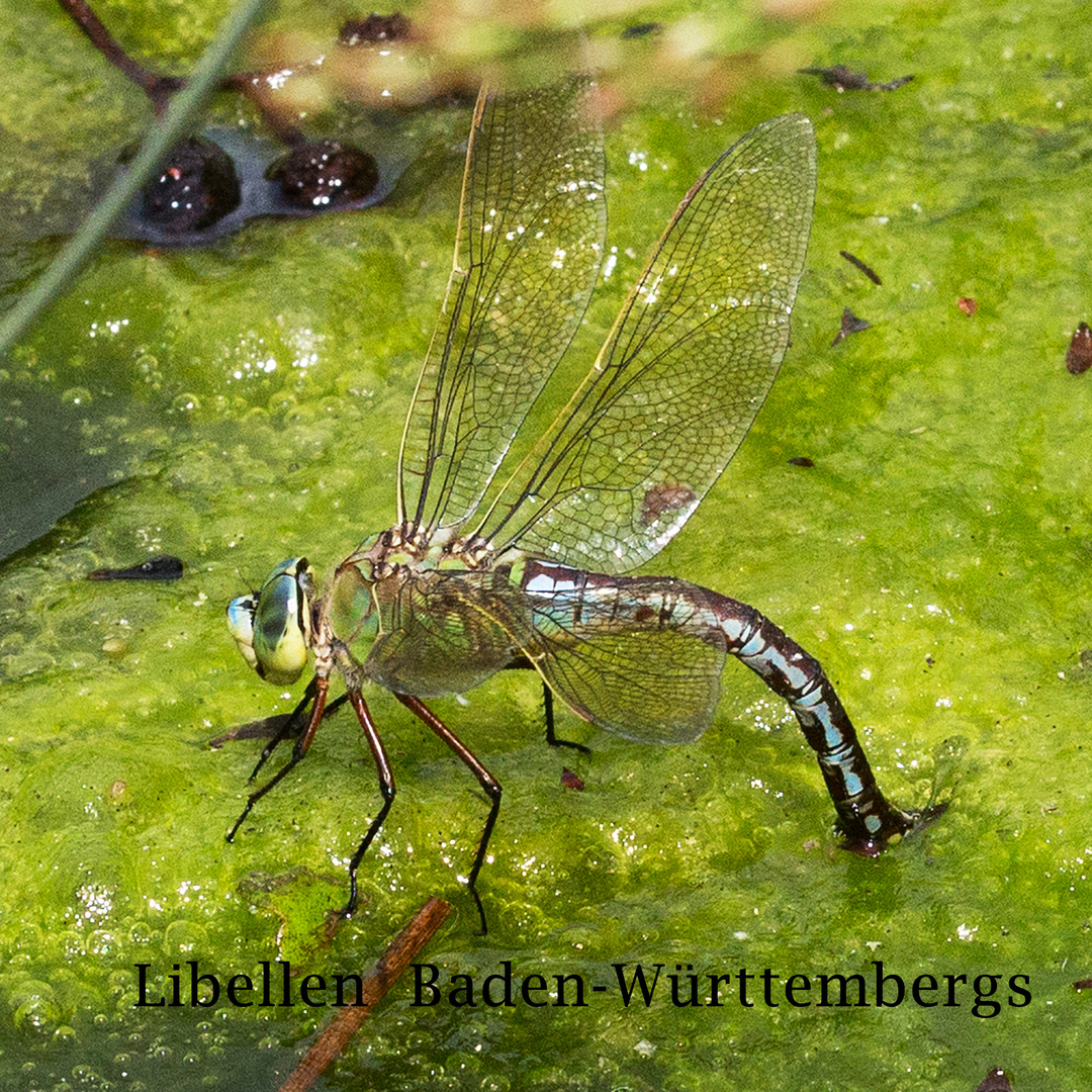 Große Köngslibelle (Anax imperator)