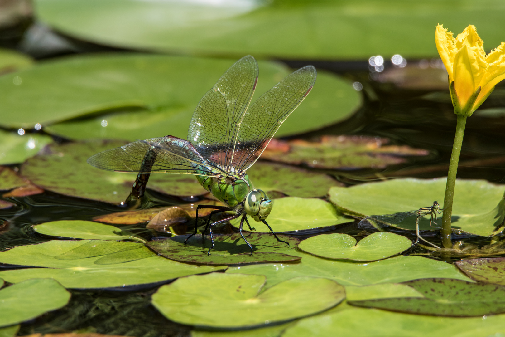 Große Königslibelle-1