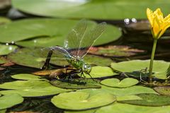 Große Königslibelle-1