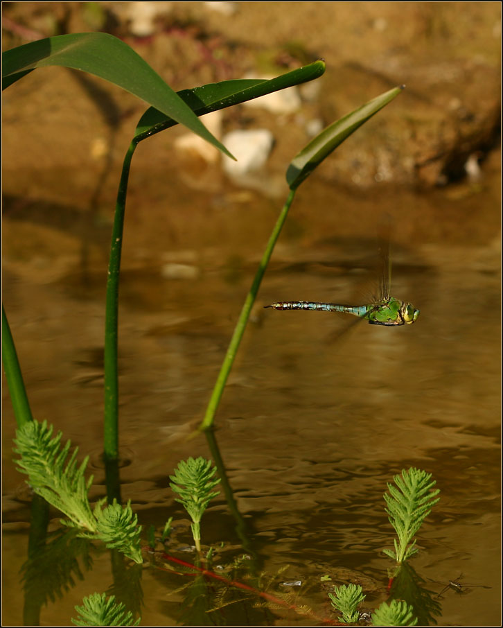 Große Königslibelle 1