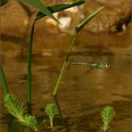 Große Königslibelle 1