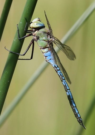 Große Königslibelle