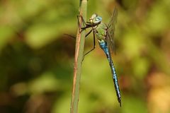 Grosse Königslibelle