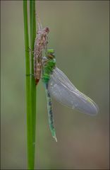 Grosse Königslibelle