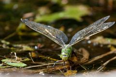 Große Königslibelle 2 (Anax imperator)