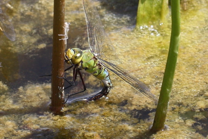 Große Königslibelle