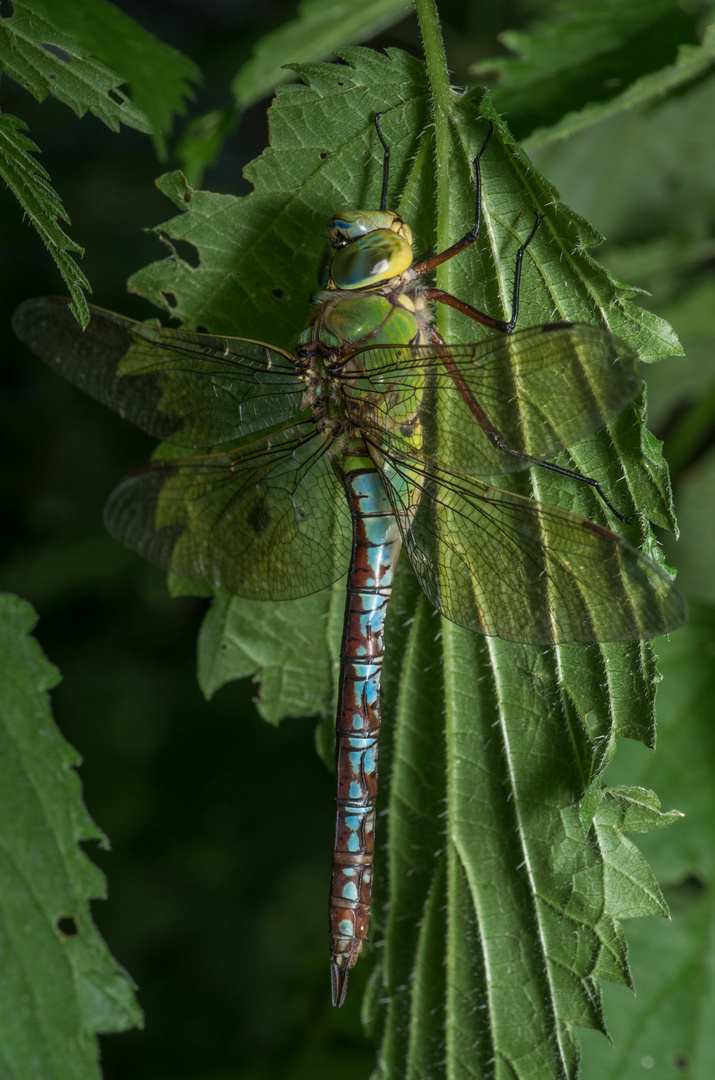 Große Königslibelle