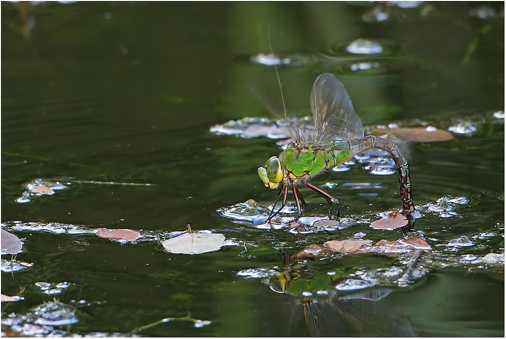 Große Königslibelle