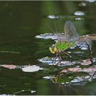 Große Königslibelle