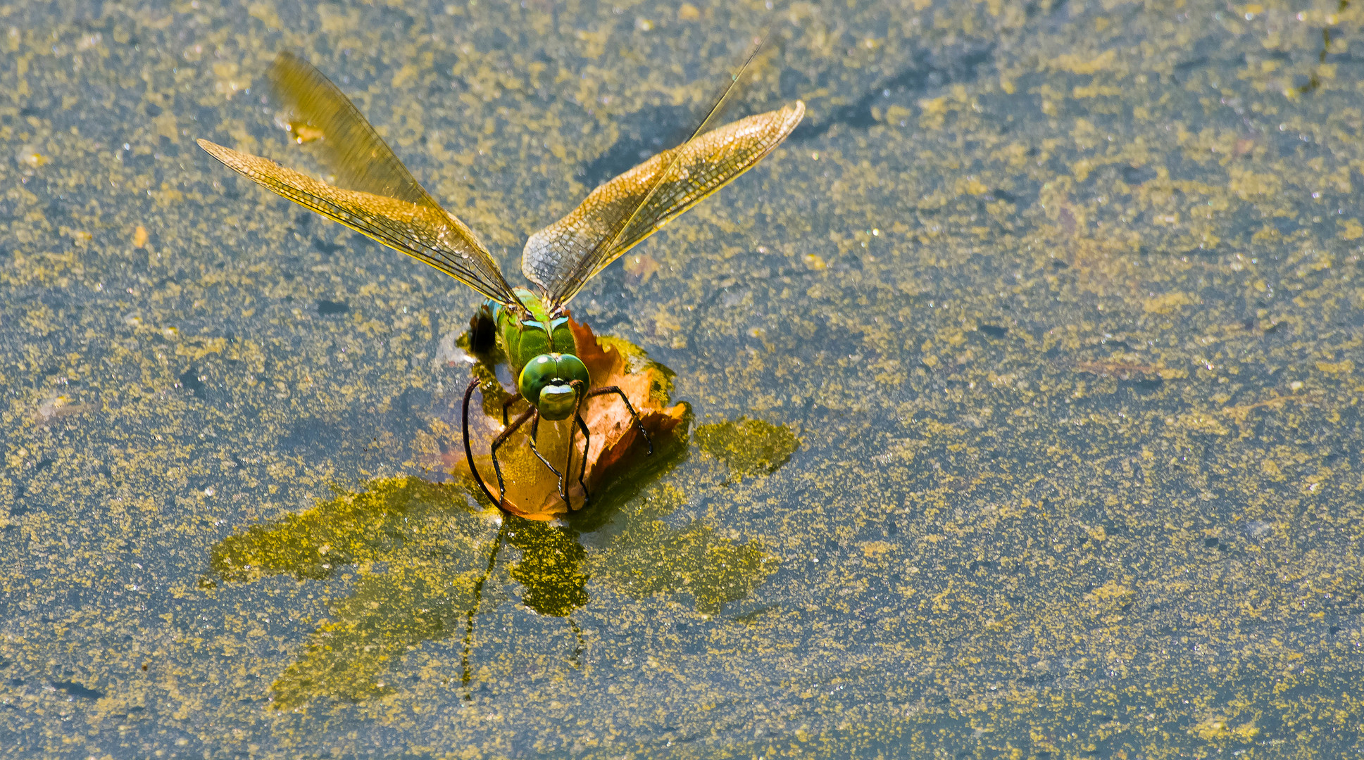 Große Königslibelle 