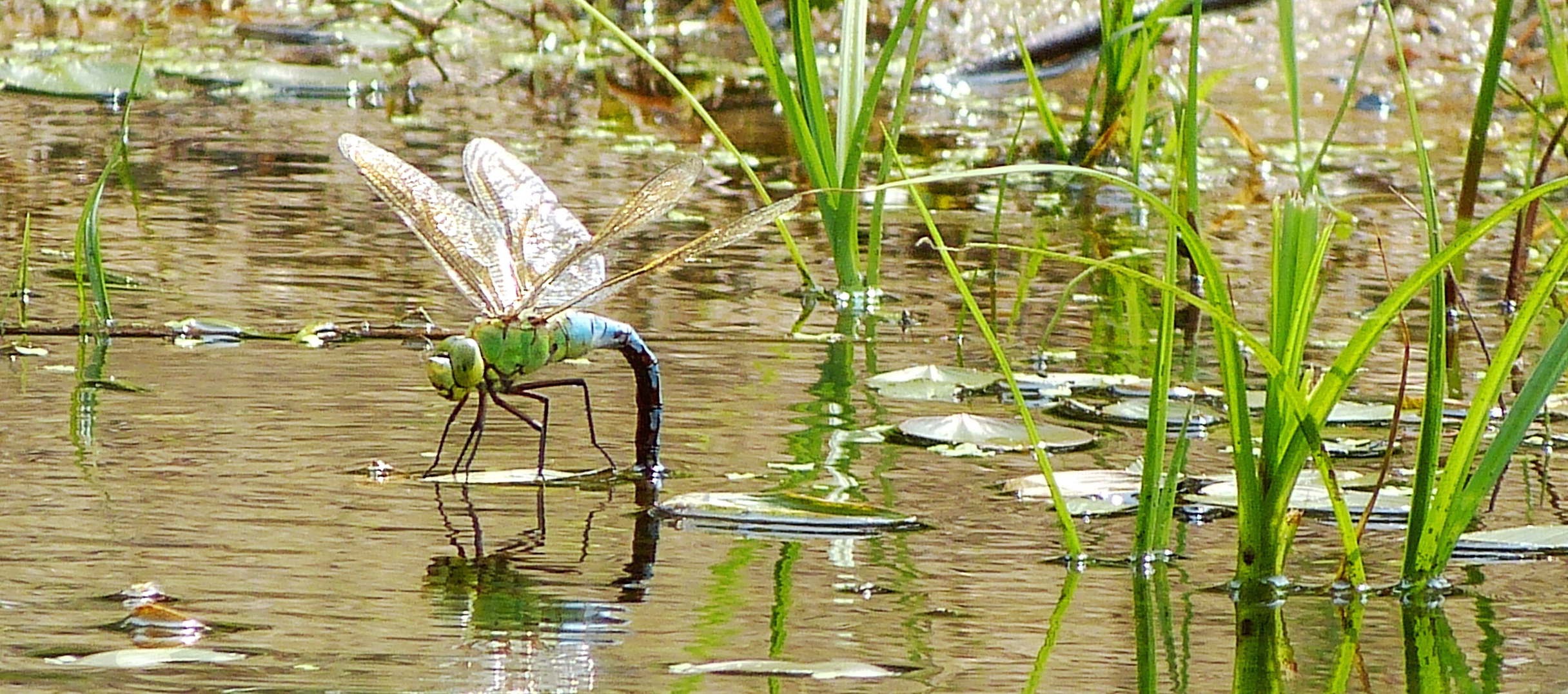 Große Königslibelle