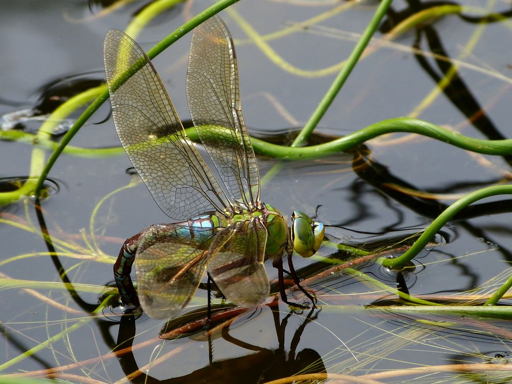 Große Königslibelle