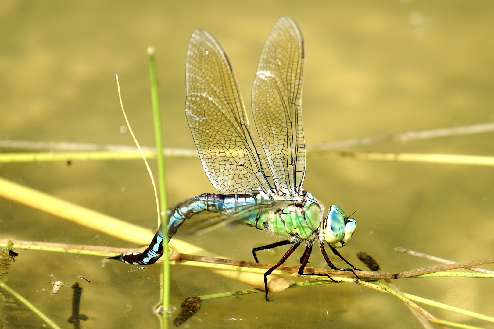 Große Königslibelle