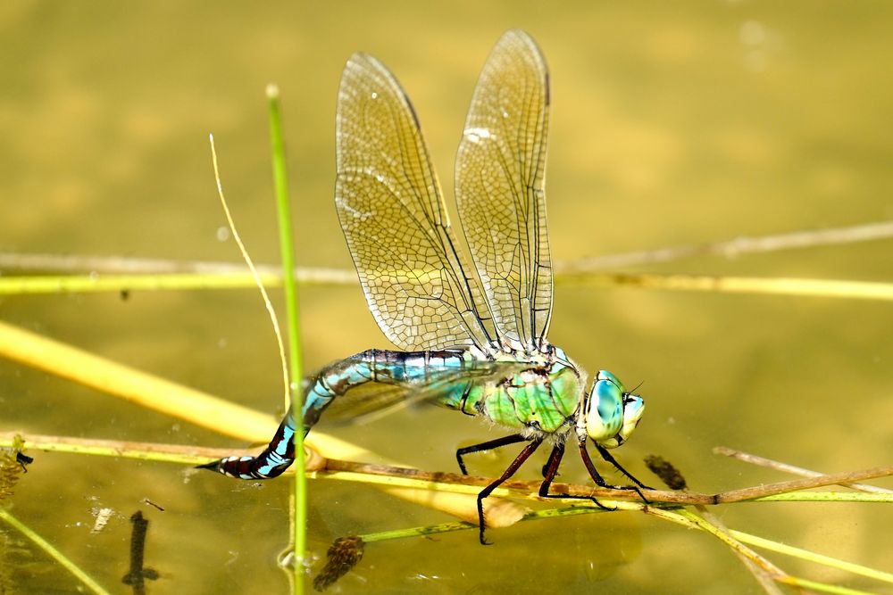 Große Königslibelle