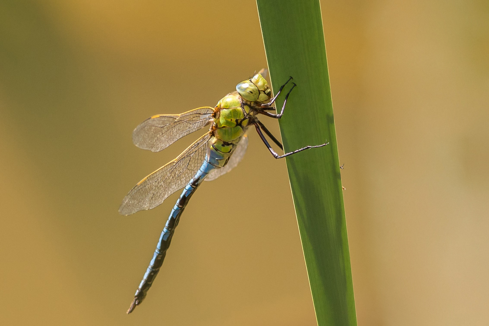 Große Königslibelle