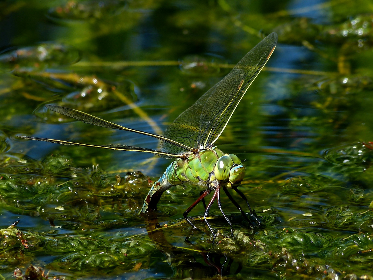 Große Königslibelle