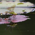 grosse Königslibelle