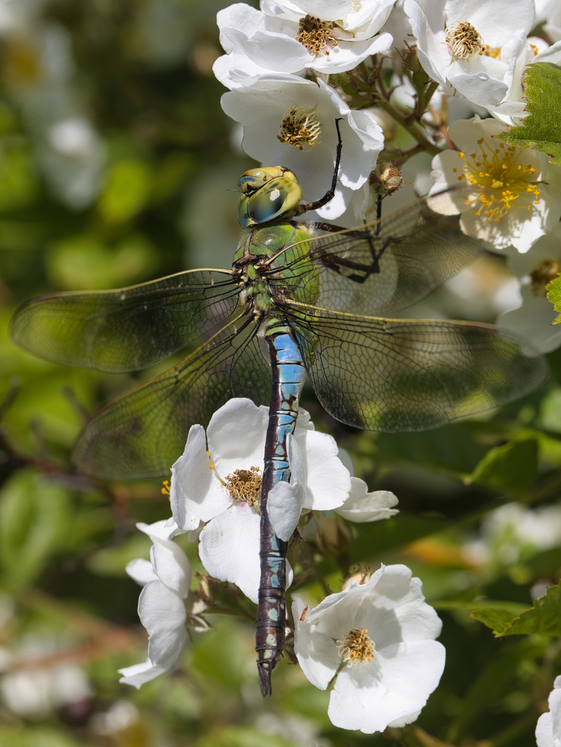 große Königslibelle an Rosenblüten