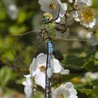 große Königslibelle an Rosenblüten