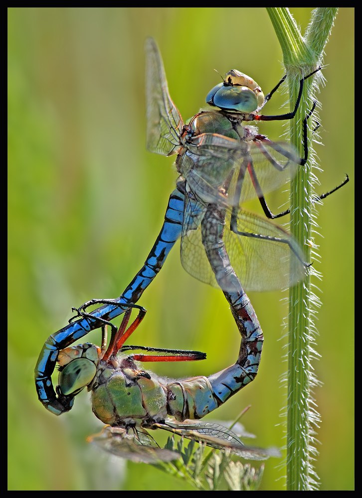 Große Königslibelle (Anax imperator)