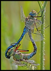 Große Königslibelle (Anax imperator)