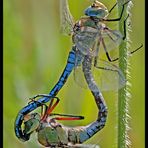 Große Königslibelle (Anax imperator)