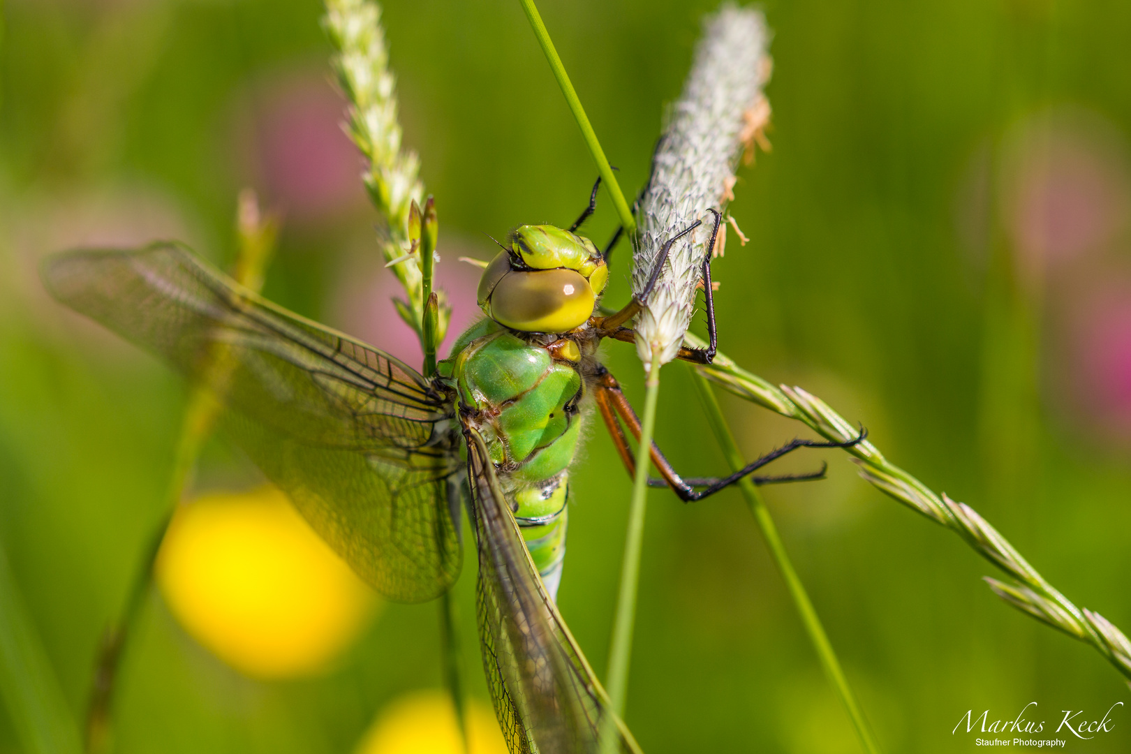 Große Königslibelle (Anax imperator)