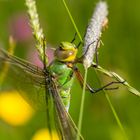 Große Königslibelle (Anax imperator)