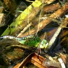 --- Große Königslibelle (Anax imperator) ---