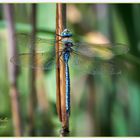 Grosse Königslibelle Anax imperator