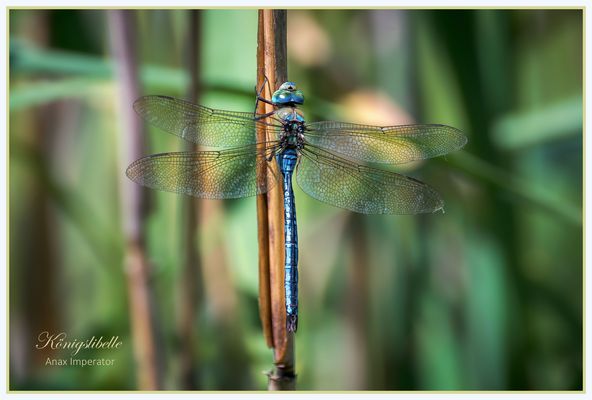 Grosse Königslibelle Anax imperator