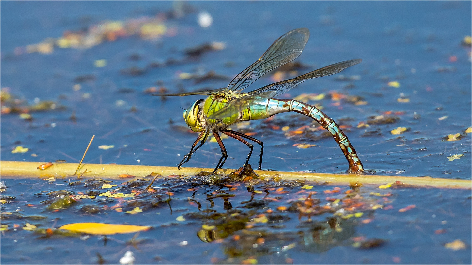 Große Königslibelle (anax imperator)  .....