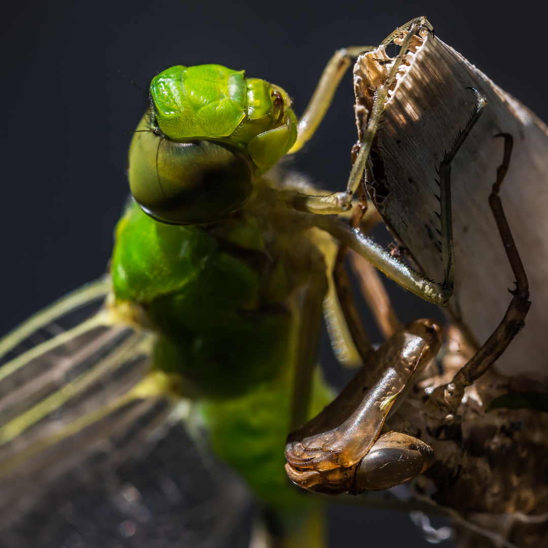 Große Königslibelle (Anax Imperator)