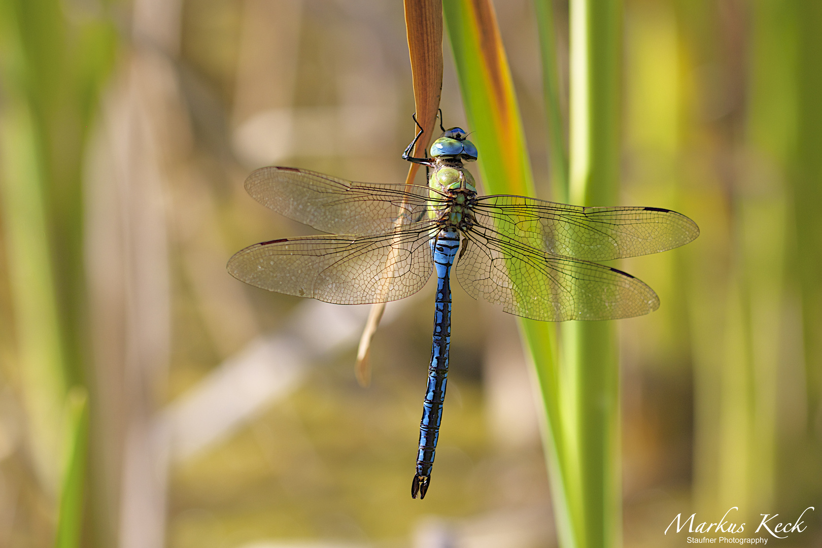 Große Königslibelle (Anax imperator),