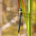 Große Königslibelle (Anax imperator),