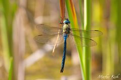 Große Königslibelle (Anax imperator),