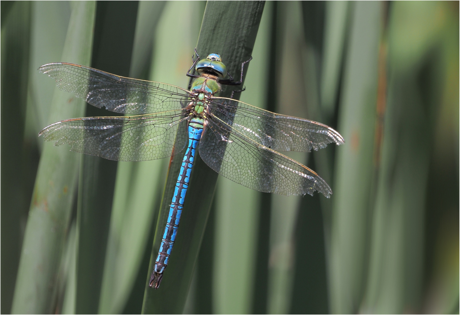 Große Königslibelle – Anax imperator