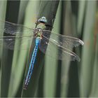 Große Königslibelle – Anax imperator