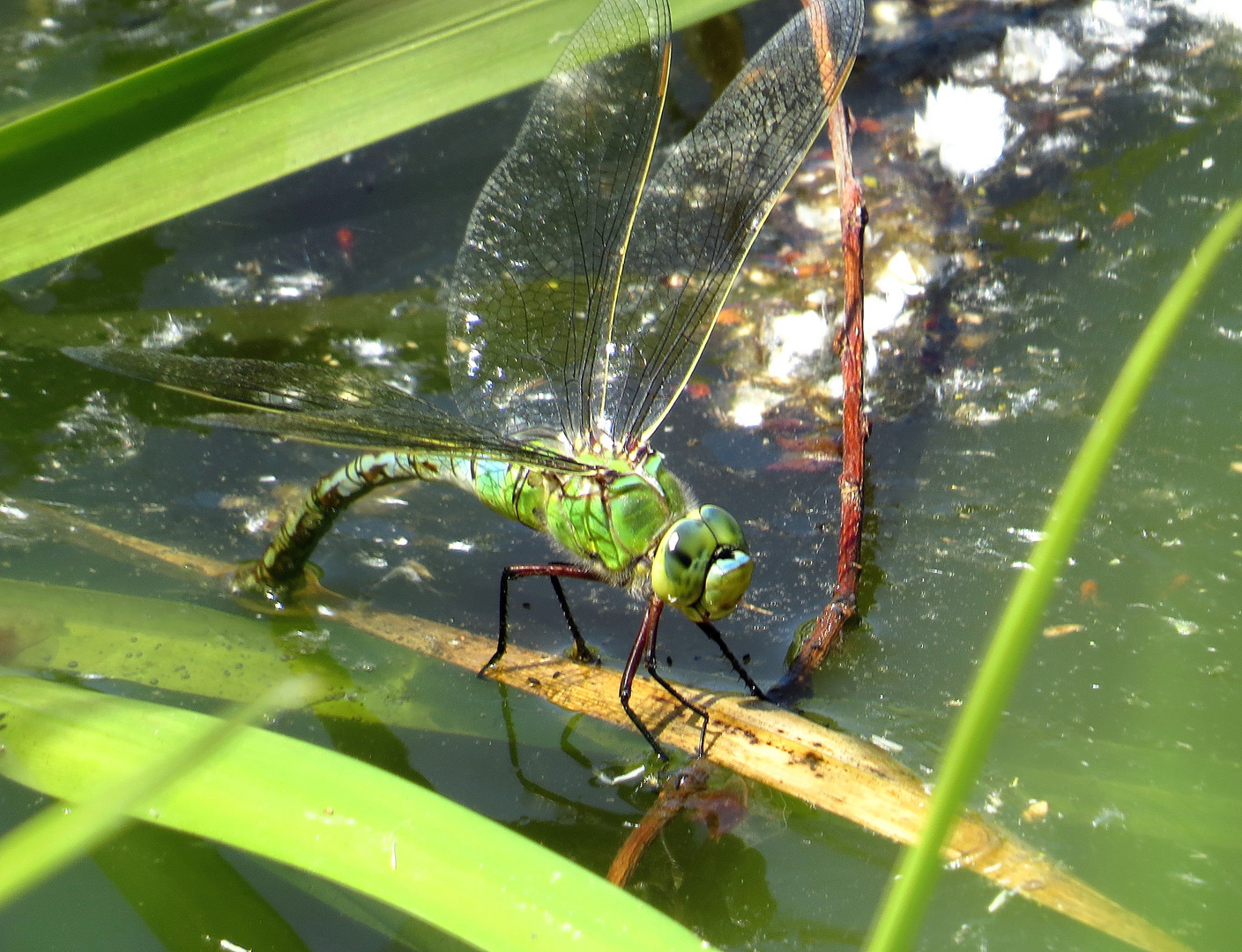 ... Große Königslibelle (Anax imperator) ... 