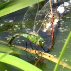 ... Große Königslibelle (Anax imperator) ... 