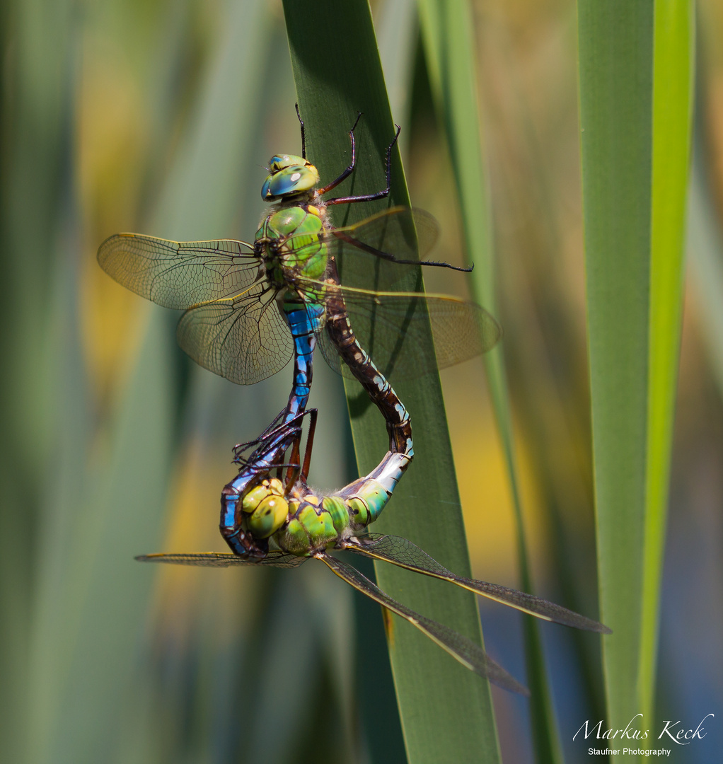 Große Königslibelle (Anax imperator)