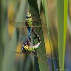 Große Königslibelle (Anax imperator)