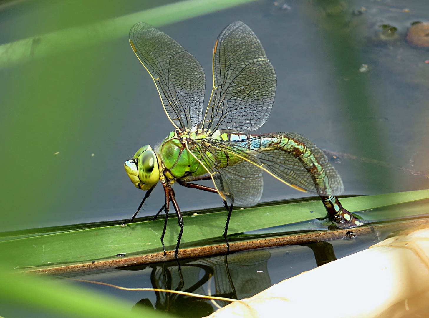 --- Große Königslibelle (Anax imperator) ---