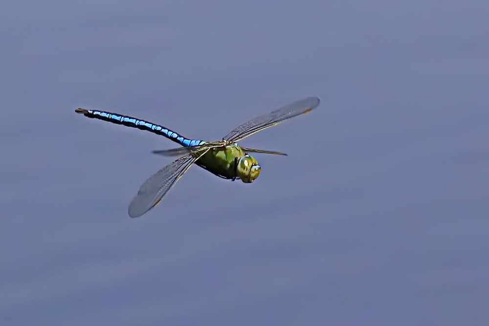 Große Königslibelle [Anax imperator]