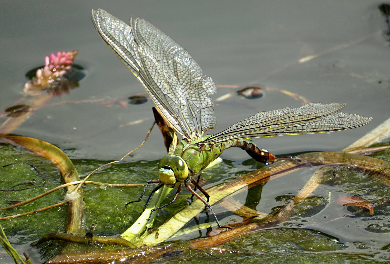 --- Große Königslibelle (Anax imperator) ---