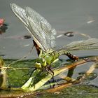 --- Große Königslibelle (Anax imperator) ---