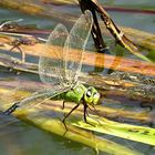 --- Große Königslibelle (Anax imperator) ---